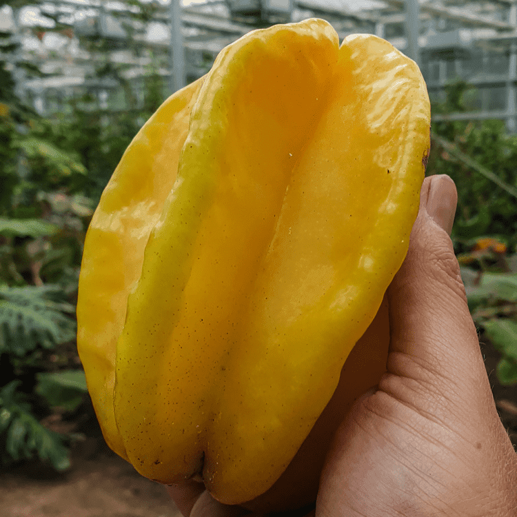 Gelbe Sternfrucht in der Hand