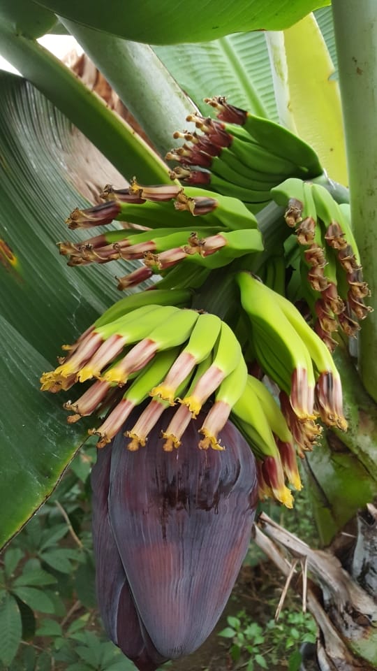 Eine Bananenpflanze